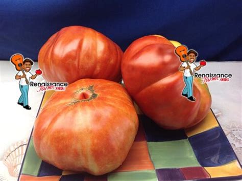 Rw Cephei Tomato Seeds For Sale At Renaissance Farms