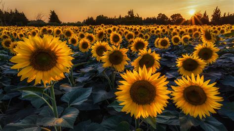 Girasoles Sunflower Sunset Sunflower Pictures Sunflower Garden