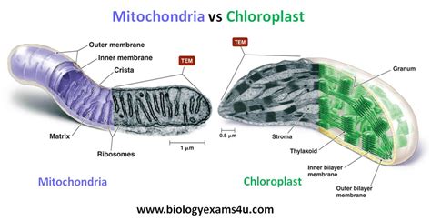 For this reason, the mitochondrion is sometimes referred to as the powerhouse of the cell. Difference between Mitochondria and Chloroplast ~ Biology ...