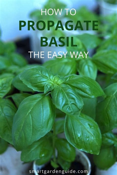 How To Propagate Basil From Cuttings Or Seeds With Pictures Smart