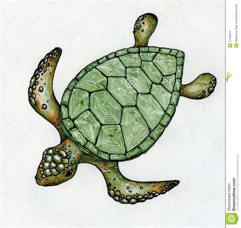 Turtle Shell Drawing At Getdrawings Free Download