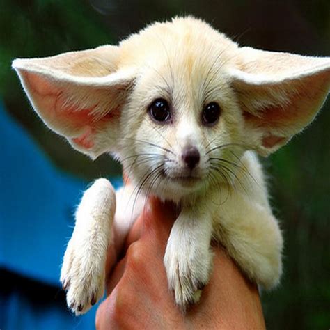 All free high quality resolutions background images and photos for mobile, tablets and desktop. Cutest Fennec Foxes in the World - XciteFun.net
