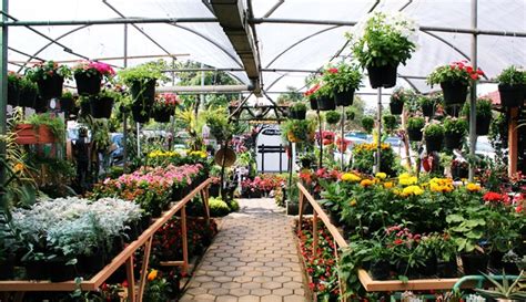 Kode alam cicak jatuh tentu saja akan berbeda dengan kode alam kejatuhan cicak atau cicak kawin dsb. Kebun Bunga Begonia, Wisata Warna-warni Berhawa Sejuk di ...