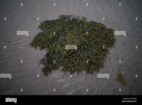 Pile Of Channelled Wrack Seaweed On A Sandy Beach Stock Photo Alamy