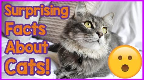 10 Fascinating Facts About Cats 10 Fascinating Facts About Cats E