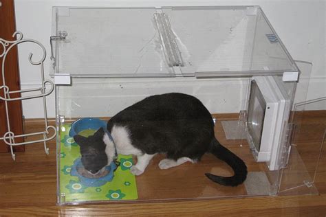 Cats are generally fastidious and clean, but what happens if your cat has a problem pooping outside of its litter box? Cat Eating Catsan Litter