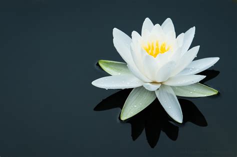 White Water Lily The Story Behind The Image — Todd Henson Photography