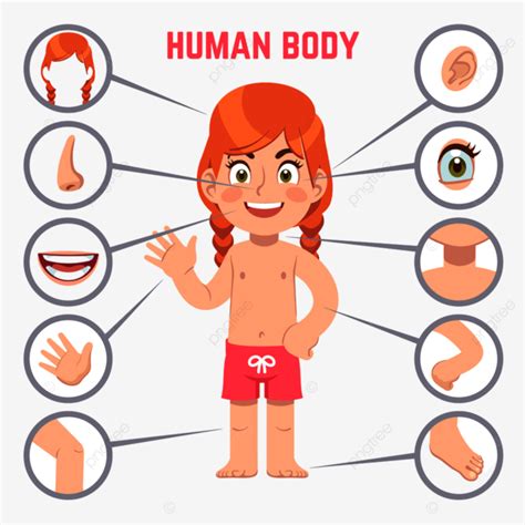Human Body Parts Clipart Hd Png Girl Body Parts Human Child Ear