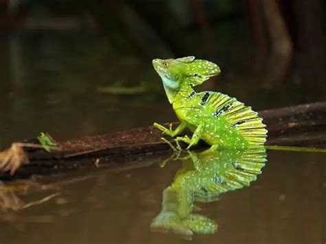 Basilisk Lizard Facts Animals Time
