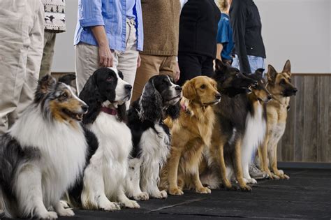 How to Get Your Dog Trainer Certification
