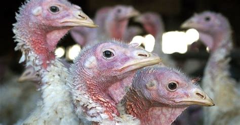 But this could change over time. USDA: Deadly bird flu virus found in Iowa