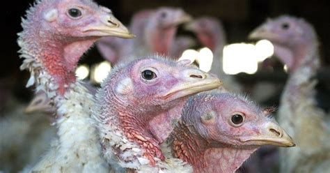 Birds, just like people, get the flu. USDA: Deadly bird flu virus found in Iowa