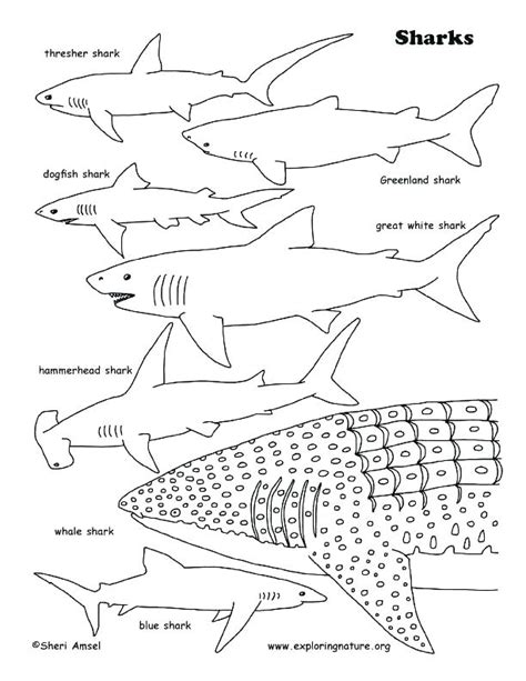It is possible to down load this. Whale Shark Coloring Page at GetColorings.com | Free ...