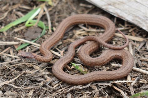 The park has a longstanding reputation among indigenous cultures for mysterious happenings. Red-bellied Snake (Storeria occipitomaculata) - Amphibians ...