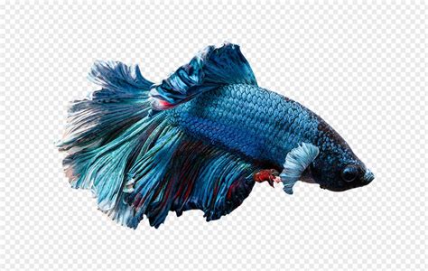 Can't find what you are looking for? Betta Fish Vector at Vectorified.com | Collection of Betta ...