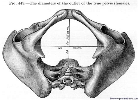 Pelvis Prohealthsys Human Anatomy Osteology Anatomy