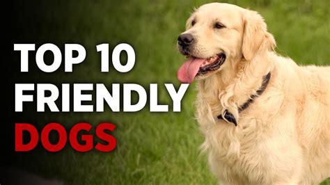 Top 10 Friendly Dog Breeds Friendliest Dogs Around 🐕 Youtube