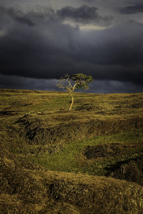 A Lone Tree Amidst A Break In The Storm In Northern California Oc