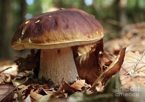 King Boletus Edible Mushroom Photograph By Michal Boubin Fine Art