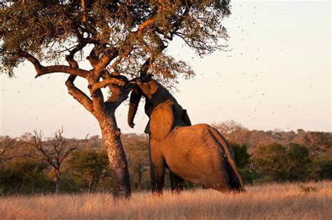 Maybe you would like to learn more about one of these? Marula - Fascinating Africa