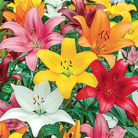Buy Hardy Perennial Lilies At Spring Hill Nursery