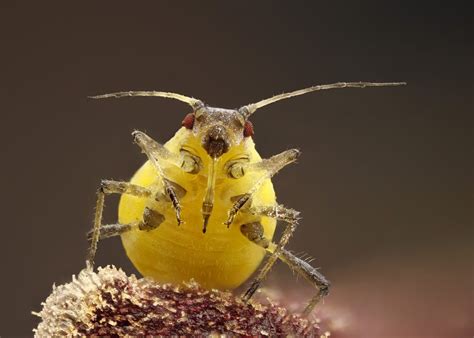 Aphid By Carles Just On 500px Aphids Spiders Scary Arthropods