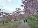 〈中華旅遊〉恩愛農場櫻花季 3月粉嫩盛開