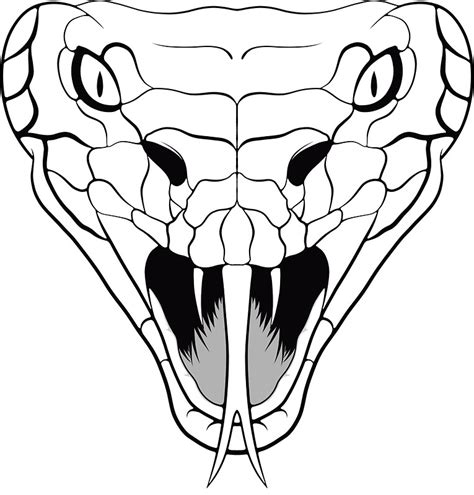 Snake Head Line Drawing Viper Snake Drawing At Getdrawings Bodegawasuon