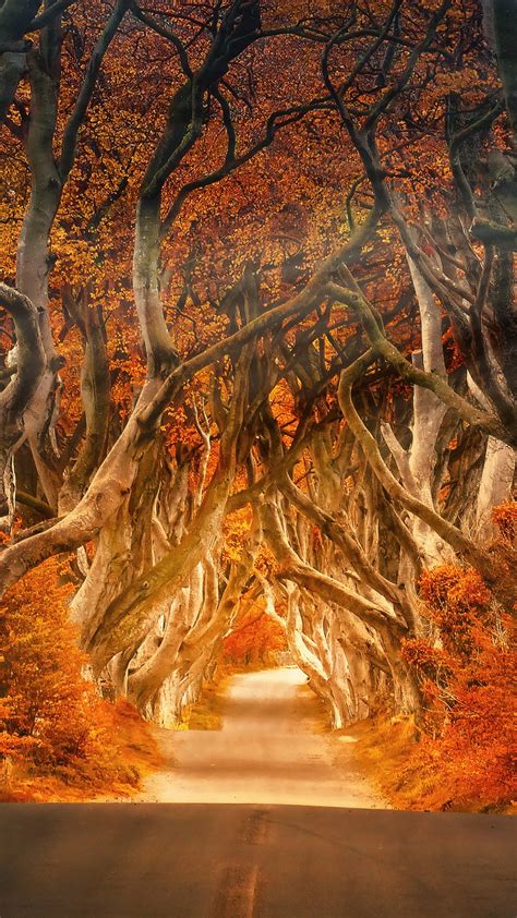 Autumn Forest Road 4k 8k Wallpapers Hd Wallpapers Id 28449