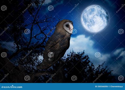 Búho En El árbol En El Bosque Oscuro Bajo El Cielo Estrellado Con Luna