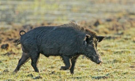 Ciss Welcomes The Growing Call For Strategic Feral Pig Management