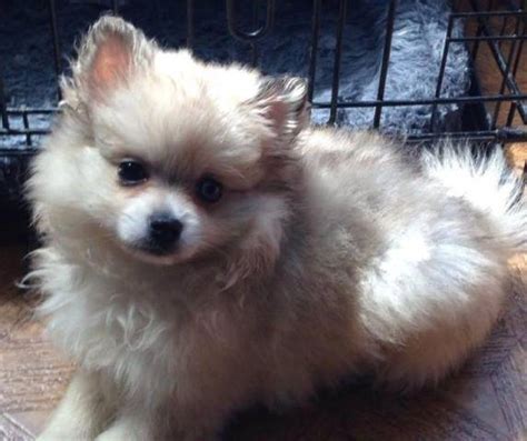 Gorgeous Akc Cream Sable Merle Pomeranian Puppy For Sale In Shepherd