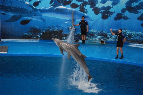 Dolphin Show At Barcelona 300511 Zoochat