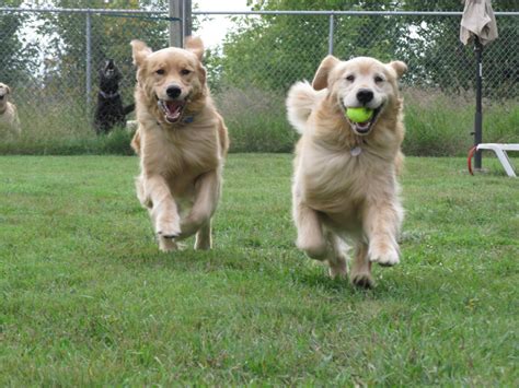 Great savings & free delivery / collection on many items. Dog Daycare Mon-Sat | Fur the Love of Dogs