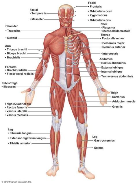 Anatomy Lab Practical Anterior View Of Superficial Muscles Diagram My