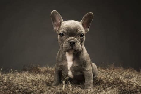 This can vary from deep red fawn, to pale golden fawn to a so called 'smutty' fawn with black tips on the hair. Blue French Bulldog: 10 Interesting Facts About The Rare ...