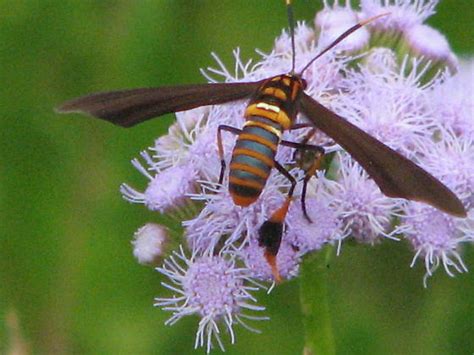 Texas Wasp Moth Horama Panthalon Bugguidenet