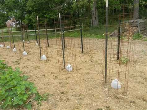 Home Joys Make Your Own Tomato Cages
