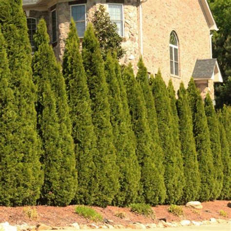 The Best Fast Growing Evergreen Trees Solved Bob Vila