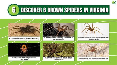 Four Types Of Venomous Spiders Found In Virginia Nature Blog Network