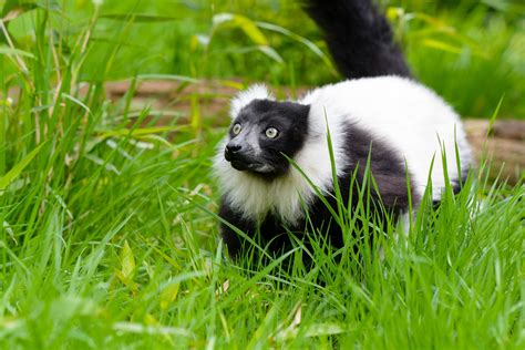 Download Mobile Wallpaper Lemur Lemur Vari Lemur Cook Grass