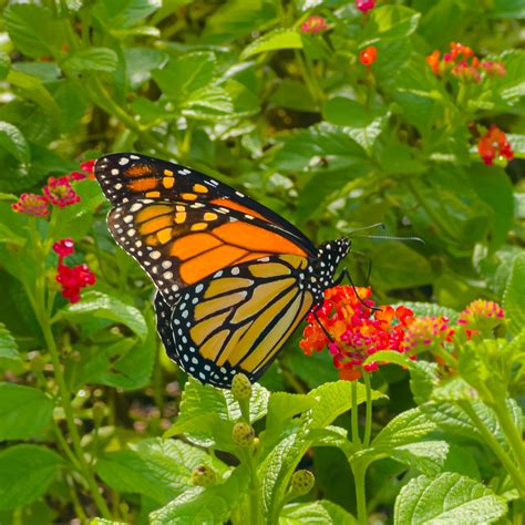 Endangered Monarch Butterfly Pays A Visit Ron Mayhew