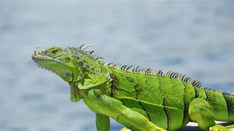 Florida Residents Urged To Kill Iguanas As Population Of Menace