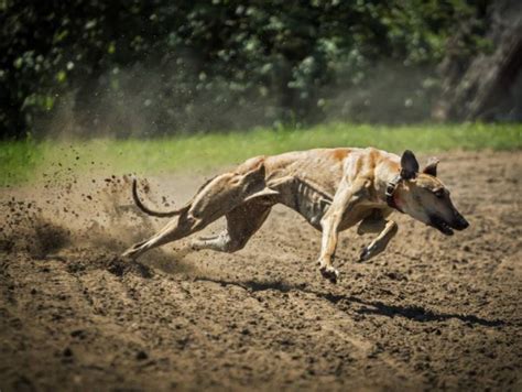 Le Chien Le Plus Rapide Du Monde