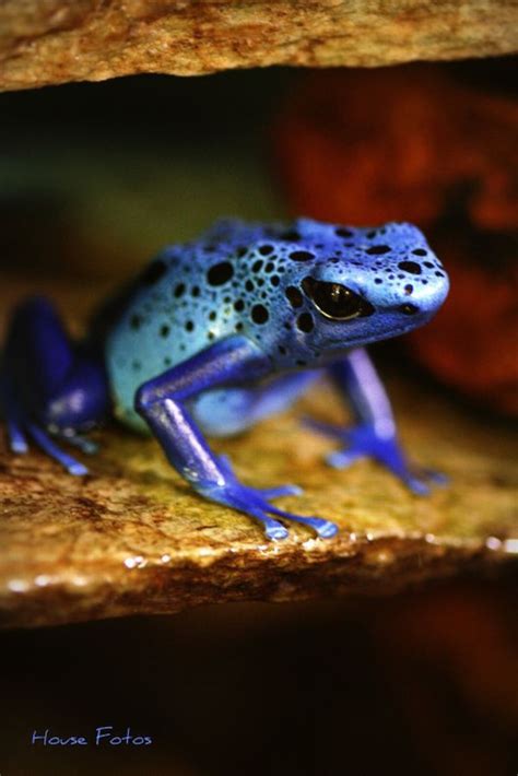 Blue Poison Dart Frog Poison Dart Frogs Dart Frog Blue
