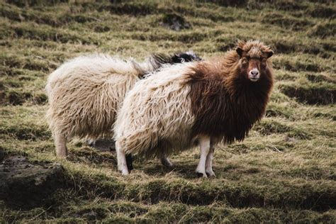 Sheep In The Faroe Islands Faroe Islands Things To Know Sheep Most