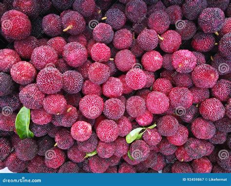 Waxberry Stock Photos Download 421 Royalty Free Photos