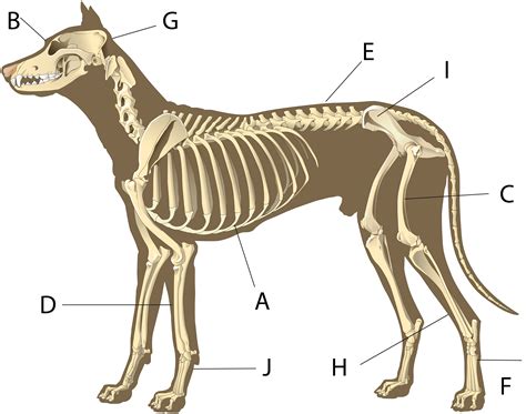 Dog Femur Skeletal Anatomy