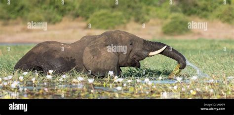 African Elephant Bull Hi Res Stock Photography And Images Alamy