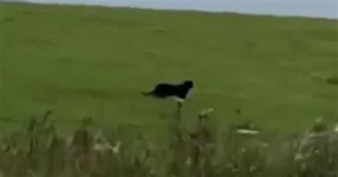 Watch Jaw Dropping Footage Captures Big Cat Prowling In Field